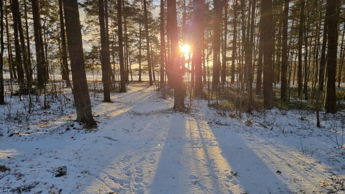 Solnedgång i snötäckt skogsväg med långa skuggor, lugn och fridfull stämning.