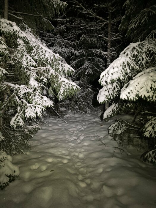 Snötäckta granar i mörk skog nattetid, belysta av en ljuskälla, orörd snö på marken.