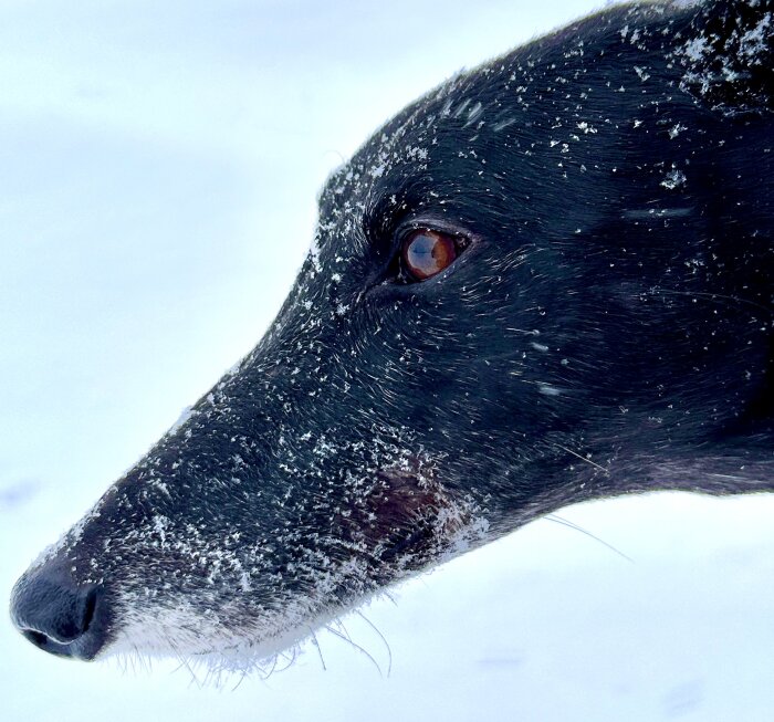 Närbild på en svart hund i snö, frost på nos, fokuserad ögonblicksbild.