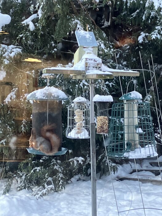 Ekorre sitter i fågelmatare omgiven av snö och andra matare i vinterträdgård.