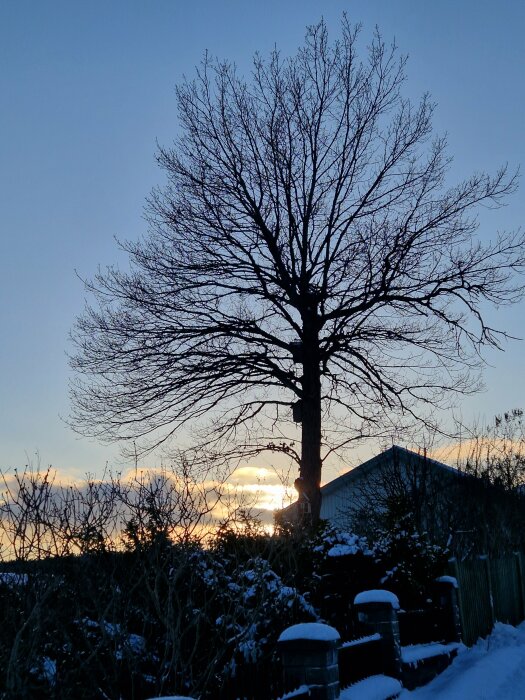 Ett lövträd utan löv mot en vinterhimmel, med solnedgång och snö på marken.