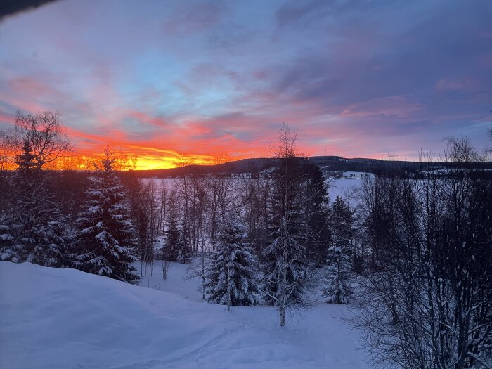 Vintersolnedgång, snötäckta träd, dramatiskt himlens färgspel, lugnt landskap, kylig dag.