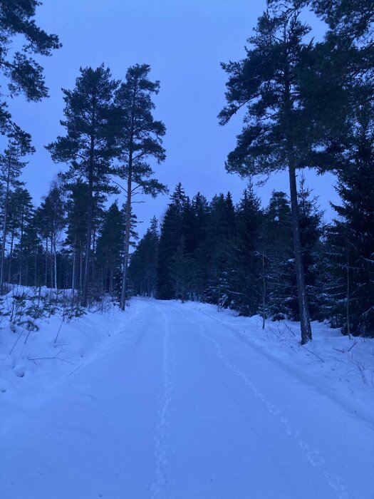 Snötäckt skogsstig med fotspår, omgiven av höga, mörkgröna tallar i skymningsljus.