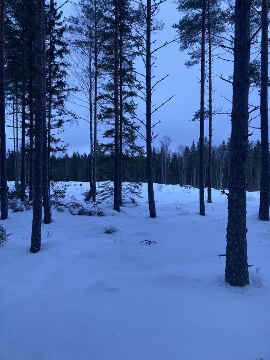 Skog med snötäckt mark vid skymning eller gryning, lugnt och kallt vinterlandskap.