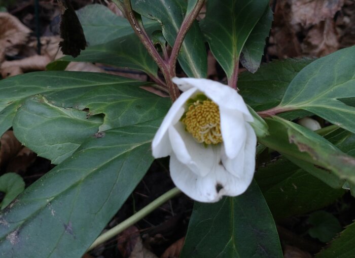 Vit, delvis sluten blomma med gula ståndare, gröna blad, naturlig skogsbackgrund med lövverk.