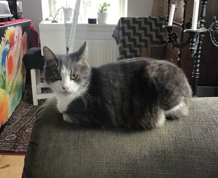 En grå och vit katt sitter på en soffa i ett vardagsrum.