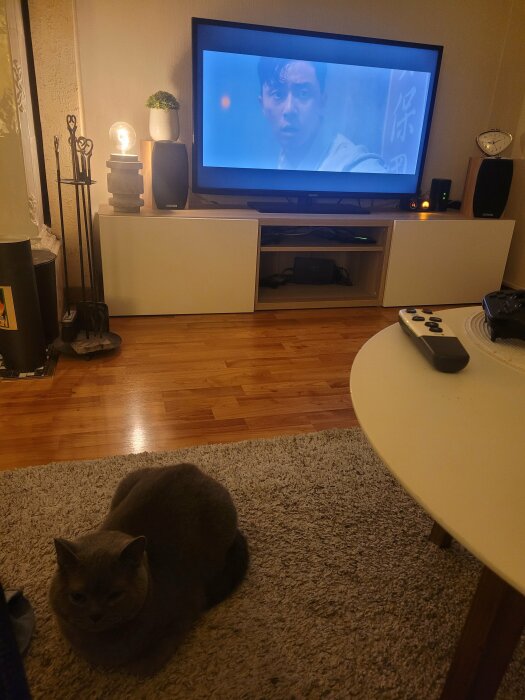 Vardagsrum med TV, grå katt på matta, möbler, inredningsdetaljer och tända lampor.