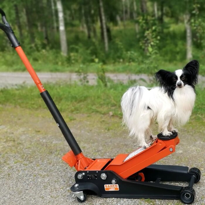 Hund står på en orange hydraulisk domkraft utomhus.