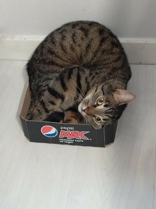 En brunstripig katt ligger tätt ihopkrupen i en liten Pepsi Max-låda.