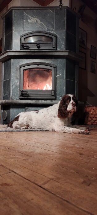 Hund ligger på golvet framför en kamin med tänd eld.