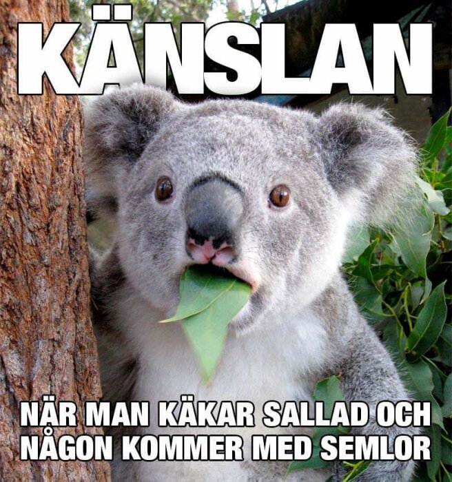 Koala äter blad, text som uttrycker en lust till semlor, humoristisk bild, svenska ord, känsla av avund.