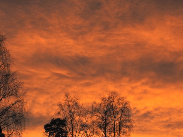 Brandfärgad himmel vid skymning med silhuetter av träd i förgrunden.