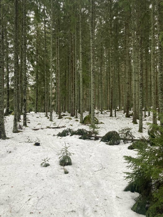 En tät skog med smala träd, snötäckt mark, vinter eller vår, lite grönt barr på marken.