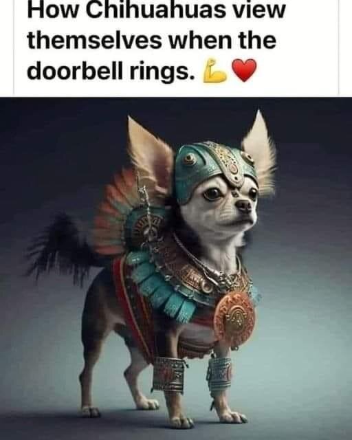 Chihuahua klädd som aztekisk krigare, humoristisk bild, självbild och mod, ringklocka reaktion.