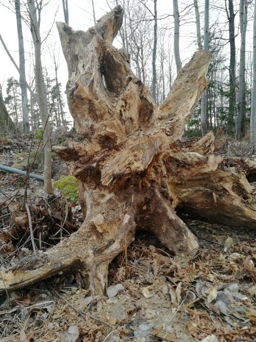 Ett omkullvält, ruttet träd med rötterna uppåt i en blek skog.