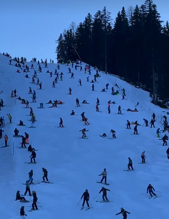 Människor åker skidor och snowboard nerför en snöklädd sluttning omgiven av träd.