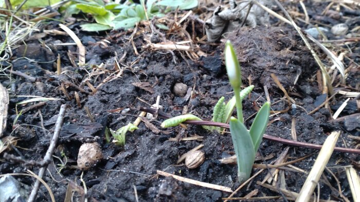 Jord, döda växtdelar, knoppande grön planta, vårtecken, natur, nytt liv, trädgård.