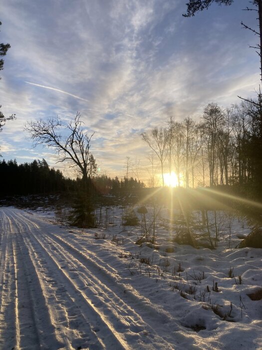 Vinterlandskap, solnedgång, snötäckt skogsväg, blå himmel, moln, låga solstrålar, skogsbryn, fredlig, kallt.