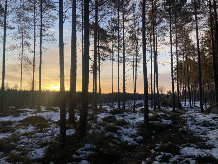 Skog vid solnedgång, snötäckta markpartier, barträd, klippblock, klar himmel, naturens lugn, vinters tillbakagång.