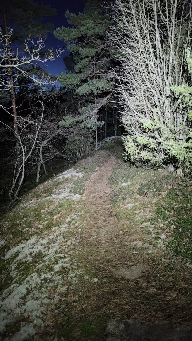 Nattlig bild, upplyst stig i skogen, mörk himmel, kontrasterande trädkonturer.