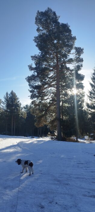 Hund på snötäckt mark. Höga träd. Solstrålar syns genom barrträd. Klar himmel. Naturskönt. Winter landscape with a dog, tall trees, and sunlight.