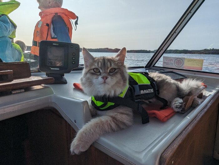 Katt i räddningsväst på båt; navigationsinstrument synligt; personer i bakgrunden; soligt väder.