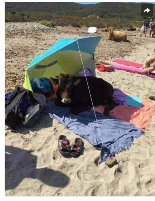 Ko vilar under solskydd på strand bland badande människor och handdukar.