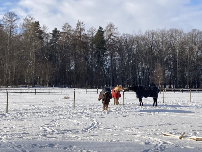 Tre hästar i snötäckt hage med skog i bakgrunden, soligt vinterdagsljus. Hästarna bär täcken.