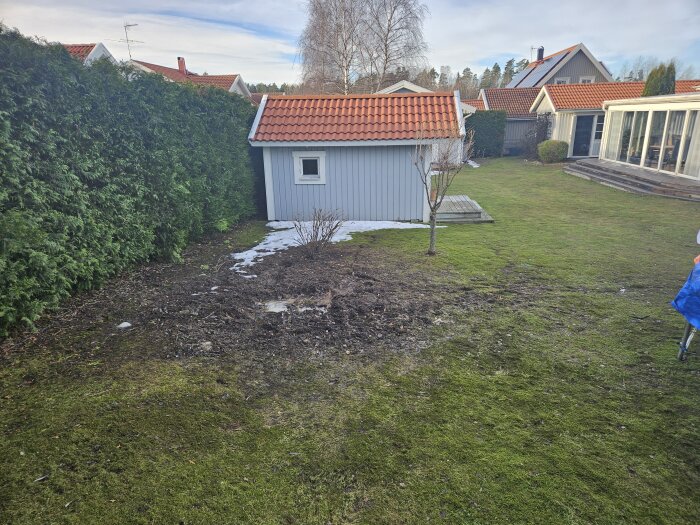 Trädgård med gräs, buskar, en grå bod, smältande snö och del av en person.