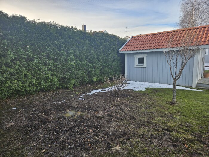 Trädgård med häck, smältande snö, hus i bakgrunden, bar träd, gräsmatta, mulen himmel.