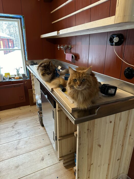 Två katter på en köksbänk, det är snö ute, köket är under renovering.