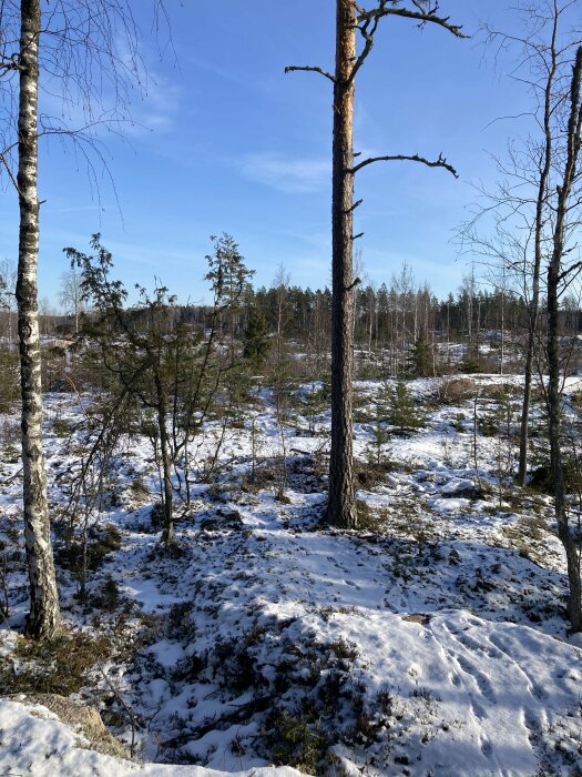 Vinterskog med snöfläckar, barr- och lövträd under klarblå himmel.