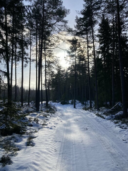 Snötäckt skogsstig, tallar, vinterljus, motljus, lugnt, natur, ingen person synlig.