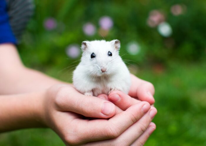 En vit hamster hålls varsamt i någons händer utomhus mot en grön bakgrund med blommor.