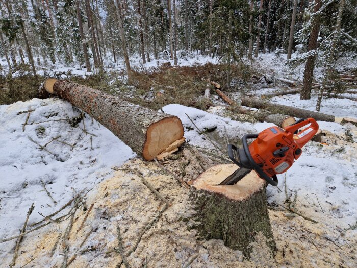 Nyligen fälld gran, motorsåg, sågspån, snö, vinter, skog, virkesavverkning, trädfällning.