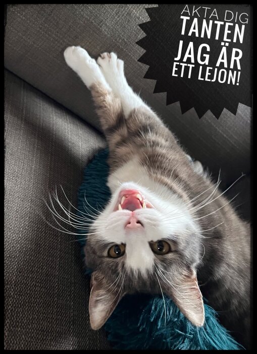 Katt ligger uppochned, gapar stort, textballong säger "akta dig tanten jag är ett lejon".