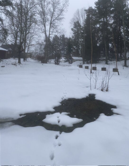 Vinterlandskap, snötäckt mark med djurspår, isfri fläck, träd, hus i bakgrunden, grå himmel.