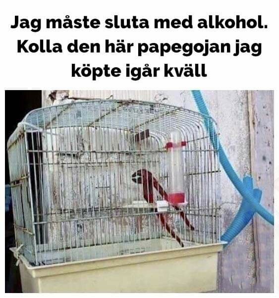 Gammal smutsig fågelbur med fejkad papegoja som egentligen är en trasig plastflaska och sugrör. Humoristisk text.