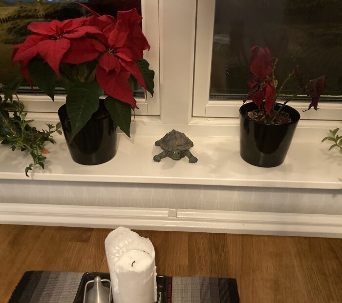 Fönsterbräda med julpoinsettia, vissnad växt, sköldpaddsskulptur och utbränt ljus inomhus.