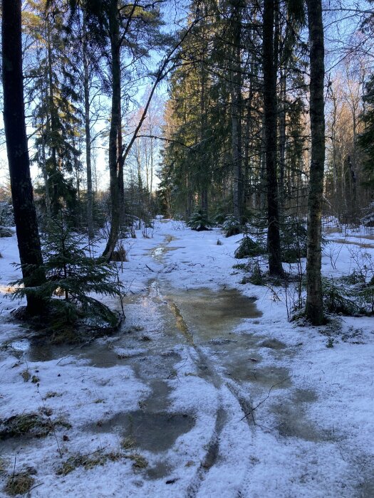 Snöklädd skogsstig med istäckt mark och gröna träd under blå himmel.