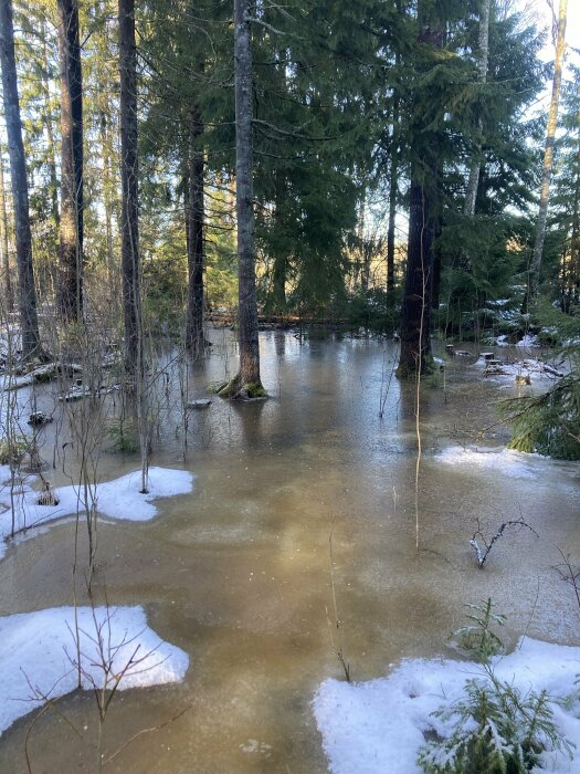 Skogsdunge med smältande snö och is, vattenpölar bland träd, vinterslöja, soligt ljus.