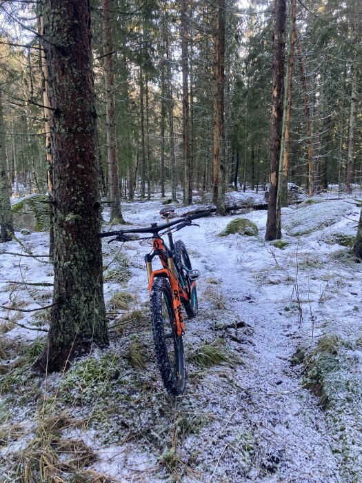 Orange mountainbike lutad mot träd i snötäckt skog. Skymning. Friluftsliv. Äventyr. Natur. Utomhusaktivitet.