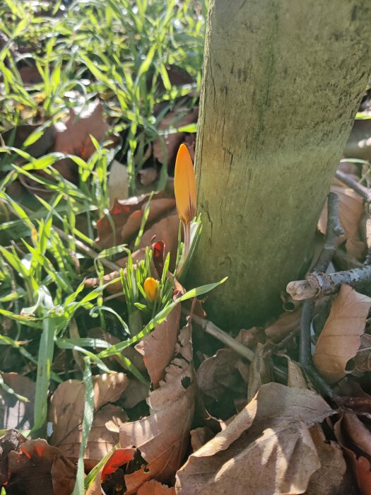 En växande crocus vid ett träd, omgiven av döda löv, i solljus.