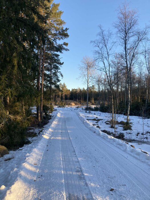 Snötäckt skogsväg med skidspår, träd, blå himmel och låg vintersol.