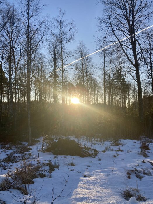 Solnedgång i snötäckt skog, träd silhuetter, klar himmel, flygplansstrimma, vinternatur, lugn, kallt.