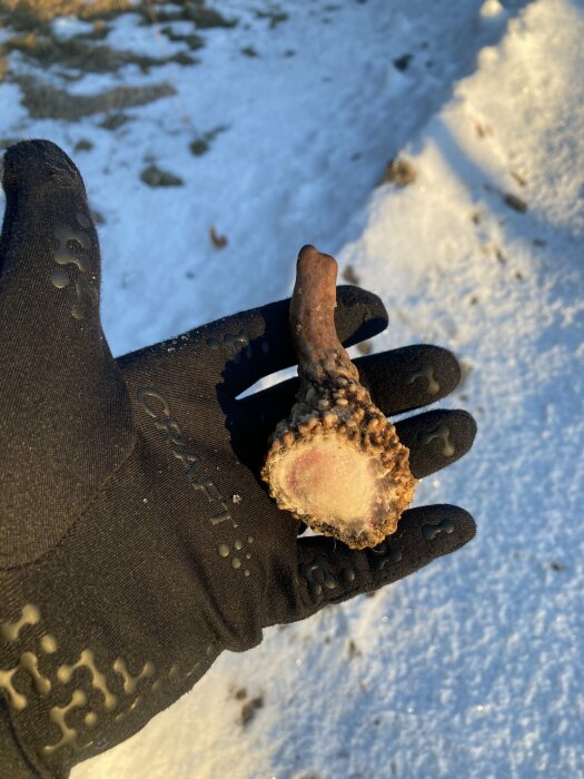 En hand i svart handske håller ett fruset köttben i snöig terräng vid solnedgång.