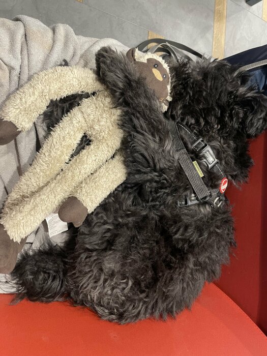 Svart hund i sele ligger på en stol bredvid en beige filt och en leksak.