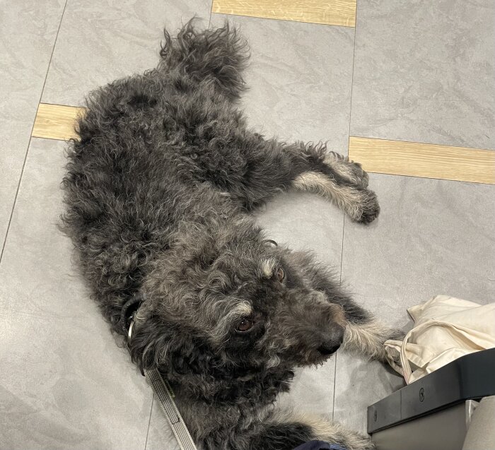 Svart lurvig hund ligger på grått klinkergolv med träinslag; ser uppåt; kopplad till möbel.