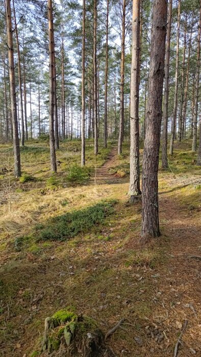 Dagtid, barrskog, tallar, mossbeklädda stubbar, stig, lugn, natur, soligt, ingen person synlig.