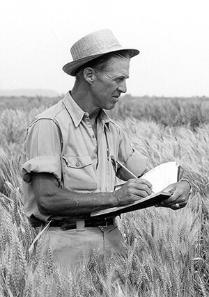 Man i hatt antecknar i fält, står bland vete, svartvit bild, forskare eller bonde, koncentrerad, dagtid.